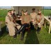 Шаровары укороченые суконные офицеров Особых Пехотных Полков Русской Императорской армии, обр. 1916 г.